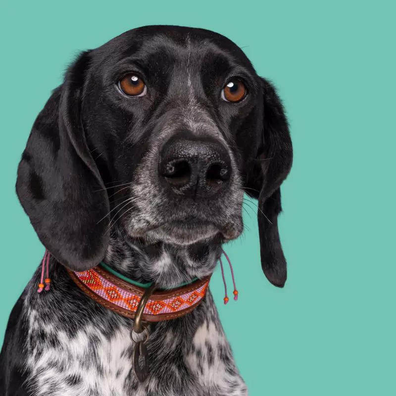 elbhunde dresden dwam halsband sweet mae tragebild