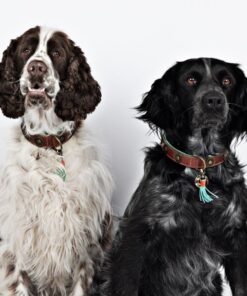 elbhunde dresden dwam halsband urban tragebild