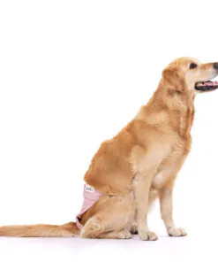 elbhunde lills laeufigkeitshose hund sitzend