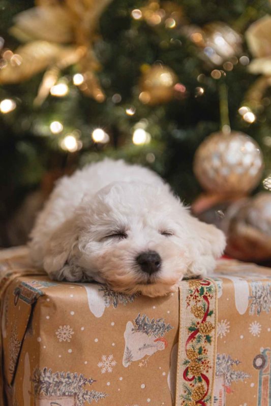 elbhunde blog weihnachtszeit mit hund geschenk