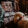 Elbhunde Gusto Adventskalender Hund