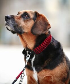 elbhunde biothane paracord halsband berry model