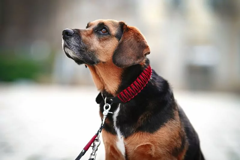 elbhunde biothane paracord halsband berry model