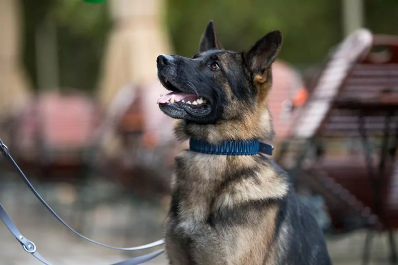 elbhunde biothane paracord halsband blue sea model