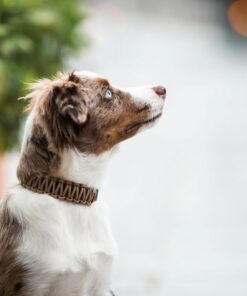 elbhunde biothane paracord halsband desert model