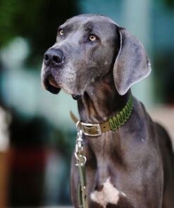 elbhunde biothane paracord halsband detail olive olive model