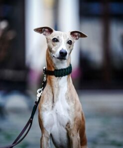 elbhunde biothane paracord halsband forest model