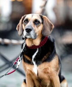 elbhunde biothane paracord halsband leine berry model