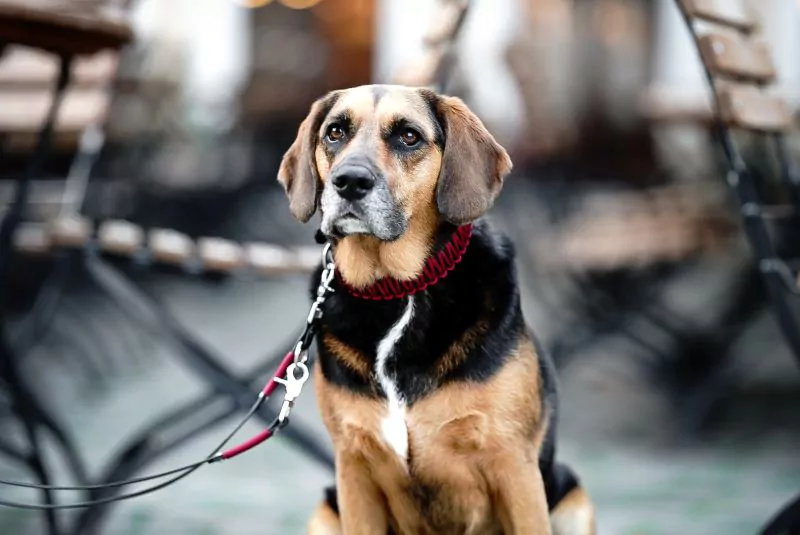 elbhunde biothane paracord halsband leine berry model