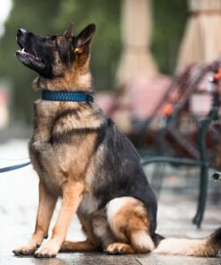 elbhunde biothane paracord halsband leine blue sea model