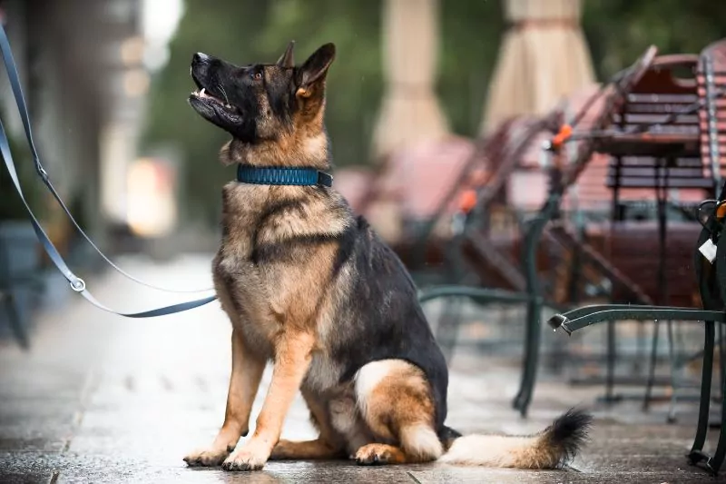 elbhunde biothane paracord halsband leine blue sea model