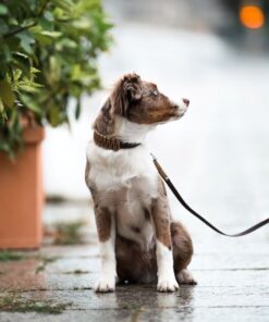 elbhunde biothane paracord halsband leine desert model