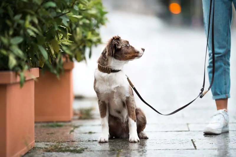 elbhunde biothane paracord halsband leine desert model