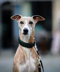 elbhunde biothane paracord halsband leine forest model