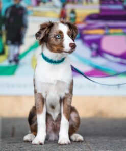 elbhunde biothane paracord halsband leine summer boys model