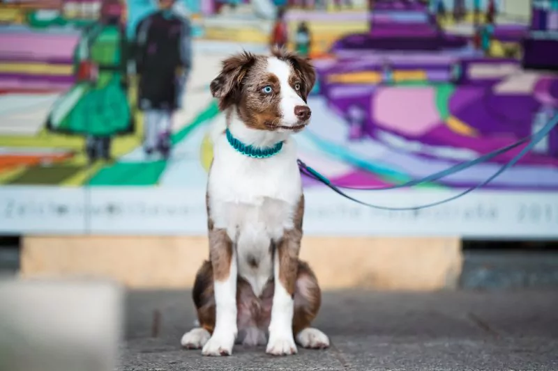elbhunde biothane paracord halsband leine summer boys model