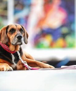 elbhunde biothane paracord halsband leine summergirls model