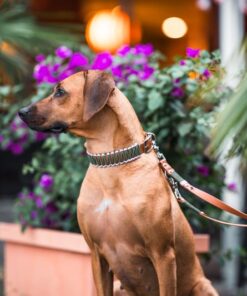 elbhunde biothane paracord halsband leine tulip model