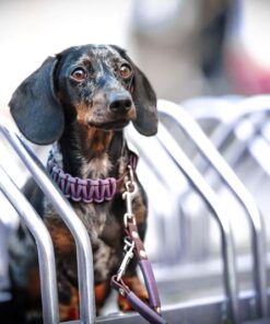 elbhunde biothane paracord halsband mauve premium leine model