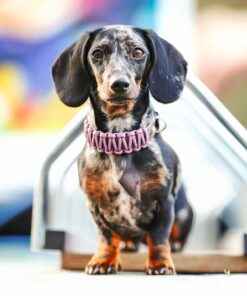 elbhunde biothane paracord halsband model