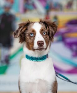 elbhunde biothane paracord halsband summer boys model