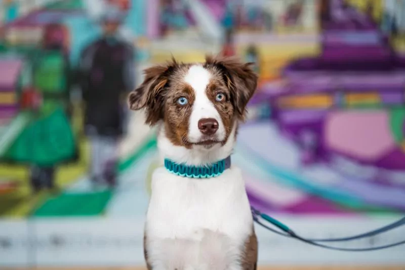 elbhunde biothane paracord halsband summer boys model