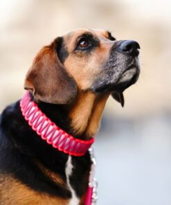 elbhunde biothane paracord halsband summergirls model