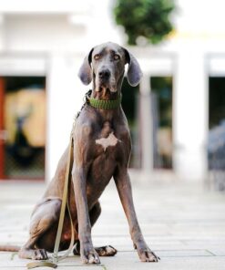 elbhunde biothane paracord set olive olive model