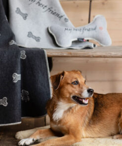 elbhunde dresden david fussenegger decke knöchelchen hund