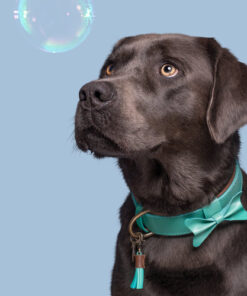 elbhunde dwam halsband boomer hund