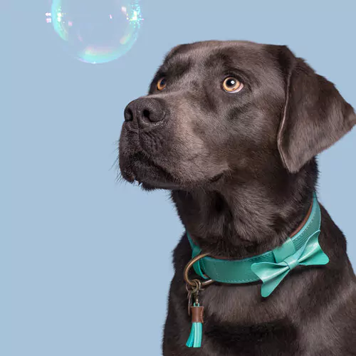 elbhunde dwam halsband boomer hund