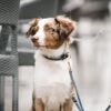Elbhunde Fettlederhalsband dunkelblau Model