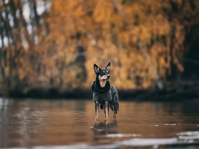 elbhunde blog hundemantel wasserdicht