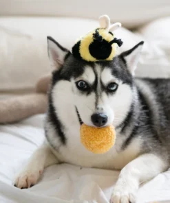 elbhunde dresden lambwolf collective bee pop ball