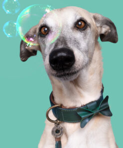 elbhunde dwam halsband bowie hund