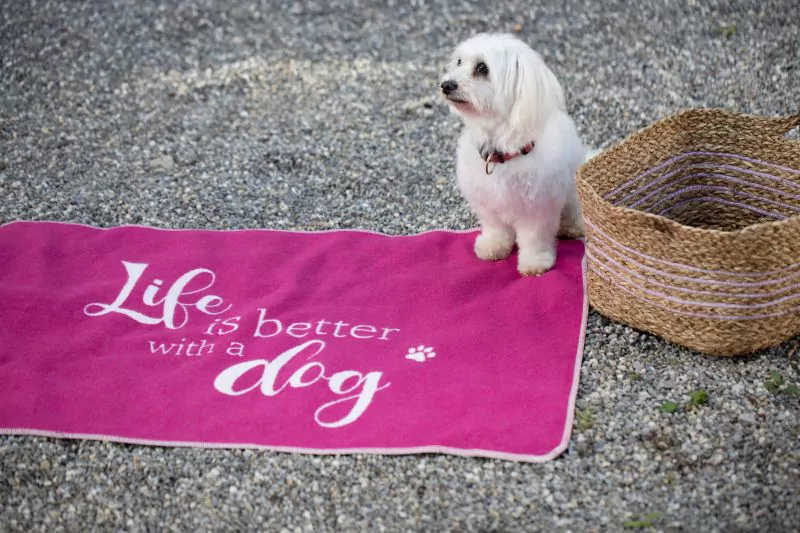 elbhunde david fussenegger decke life is better pink hund