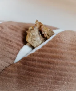 elbhunde dresden lambwolf collective baguette detail