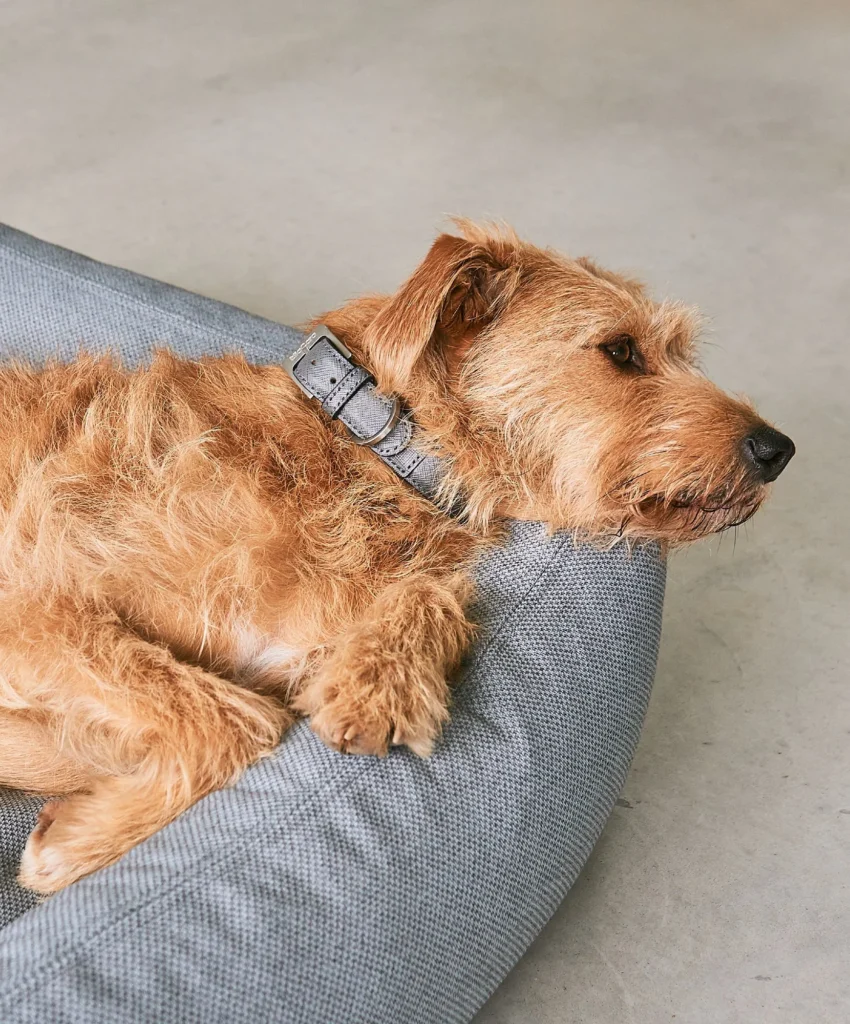 elbhunde dresden miacara hundebett mare fels hund