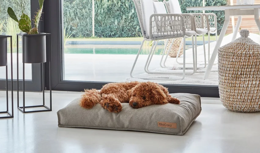 elbhunde dresden miacara hundekissen mare sand hund scaled