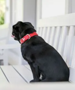 elbhunde maul ledermanufaktur halsband klassik soft rot tragebils