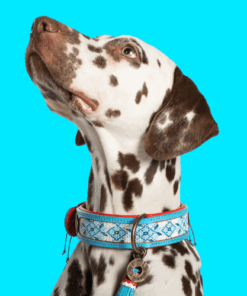 elbhunde dwam halsband dutchie hund