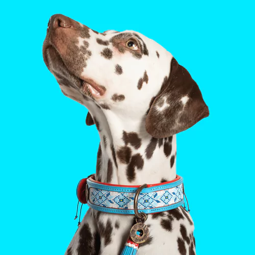 elbhunde dwam halsband dutchie hund