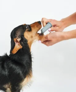 elbhunde dresden miacara dito hund