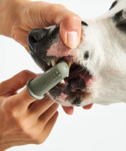 elbhunde dresden miacara dito putzen