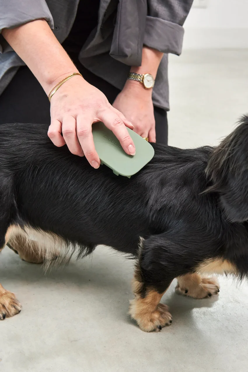 elbhunde dresden miacara hundebürste pelo dusty green hund