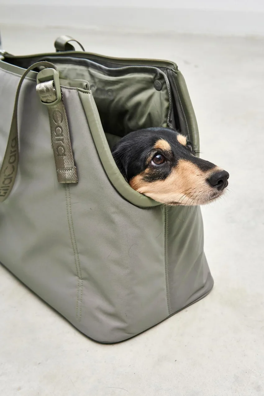 elbhunde dresden miacara hundetragetasche sporta grolive hund