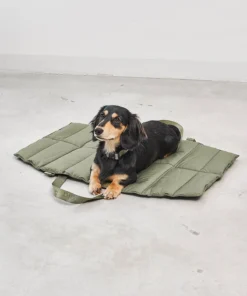 elbhunde dresden miacara strada grolive hund