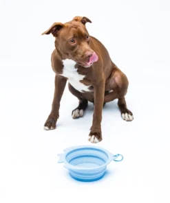 elbhunde dresden united pets fish bowl hund