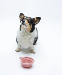 elbhunde dresden united pets o bowl hund