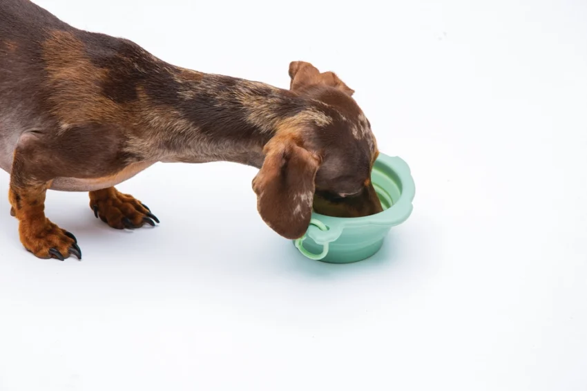 elbhunde dresden united pets turtle bowl hund